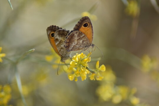 mariposas lobito jaspeado (pyronia cecilia) sobre flor amarilla de retama con fondo difuminado (macro)