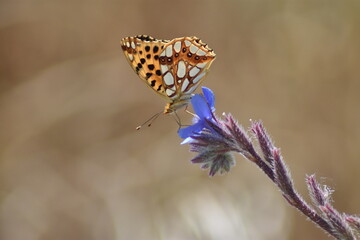 Mariposa sofía (issoria lathonia) libando en flor azul con fondo difuminado (macro)
