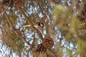 gorrión molinero posado en un pino
