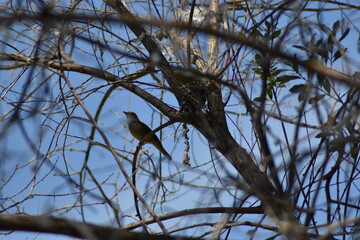 Ruiseñor cantando sobre la rama de un árbol