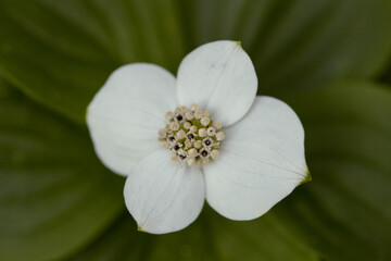 close up of a white flower