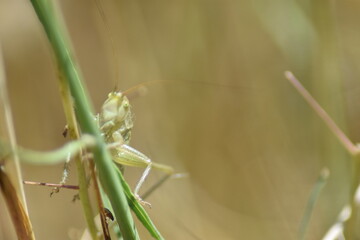 saltamontes longicurnio encaramado a una hierba con fondo difuminado (macro)