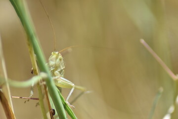 saltamontes longicurnio encaramado a una hierba con fondo difuminado (macro)