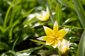 Yellow tulipa tarda dasystemon flowers in the garden in spring