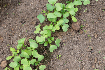 Seedling in the garden bed in spring