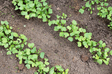 Seedling in the garden bed in spring