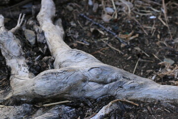 Roots_5325