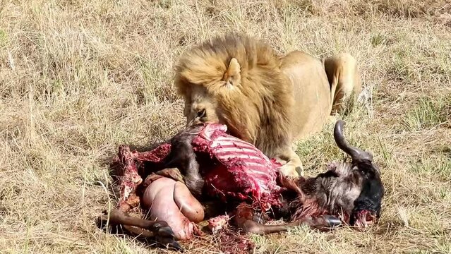 A hungry lion eats his prey after a successful hunt, this time he caught a wildebeest. National park, Kenya