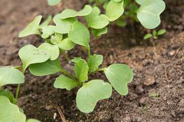 Seedling in the garden bed in spring