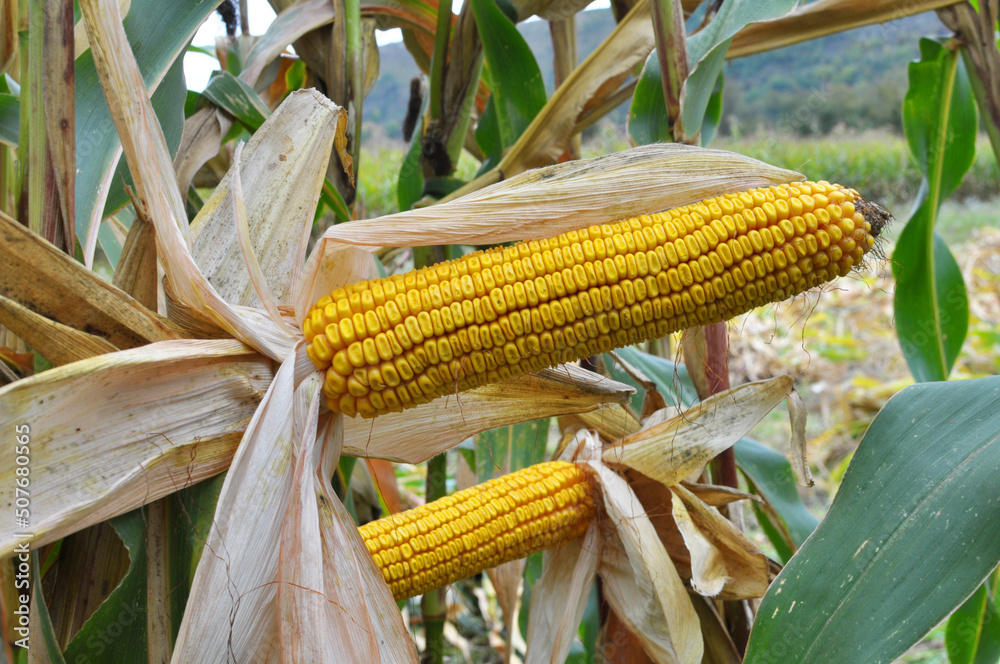 Wall mural A cob ripened on a corn stalk