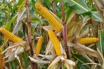 A cob ripened on a corn stalk
