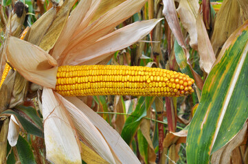 A cob ripened on a corn stalk