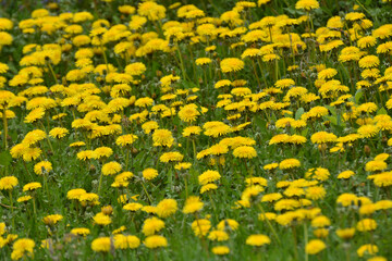 Dandelion (Taraxacum officinale) grows in nature in spring