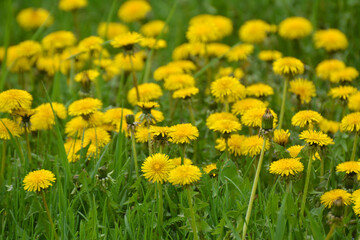 Obraz premium Dandelion (Taraxacum officinale) grows in nature in spring