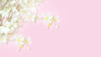 
branch of cherry blossoms on a soft pastel pink background