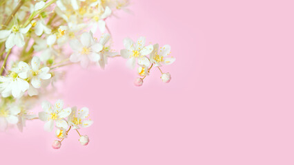 Naklejka na ściany i meble branch of cherry blossoms on a soft pastel pink background