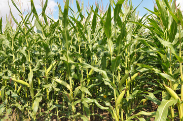 Corn grows in the field