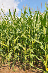 Corn grows in the field