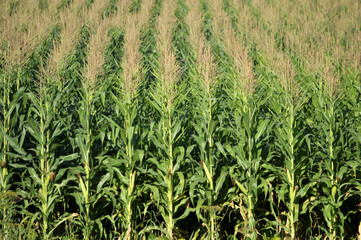 Corn grows in the field