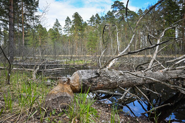 Trees gnawed by beavers.