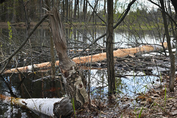 Trees gnawed by beavers.