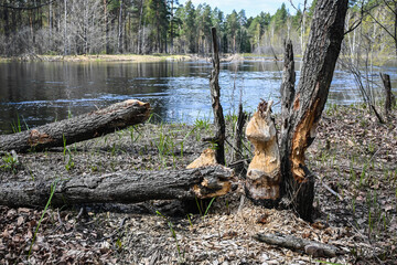 Trees gnawed by beavers.