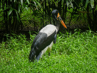 saddle-billed stork or saddlebill (Ephippiorhynchus senegalensis) is a large wading bird in the stork family roaming in park