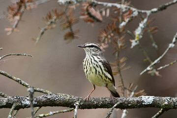 Fototapeta premium Northern Water Thrush bird perched on a branch