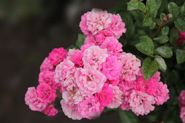 A branch of delicate pink roses getting ready for bed, computer wallpaper