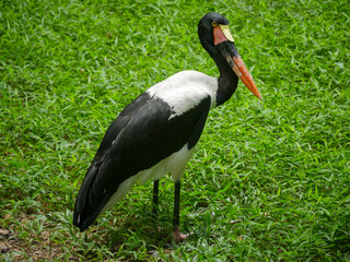 saddle-billed stork or saddlebill (Ephippiorhynchus senegalensis) is a large wading bird in the stork family roaming in park