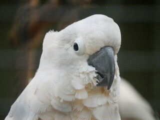 salmon-crested cockatoo (Cacatua moluccensis), also known as the Moluccan cockatoo, is a cockatoo...