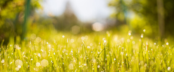 Natural strong blurry panorama background of green grass blades close up in the countryside. Pastoral scenery. Selective focusing on foreground with copyspace © shaploff