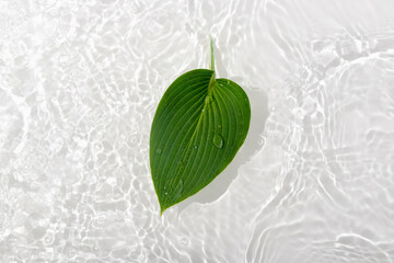 Green leaves hosts on blue water background close-up. White texture surface with rings and ripple. Flat lay, top view, copy space.