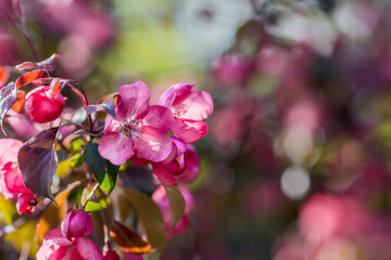 Obraz na płótnie Canvas A pink decorative apple tree blooms in the beautiful light of sunset. Spring, nature wallpaper. A blooming apple tree in the garden. Blooming pink flowers on the branches of a tree. Macro photography.