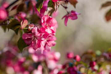 A pink decorative apple tree blooms in the beautiful light of sunset. Spring, nature wallpaper. A blooming apple tree in the garden. Blooming pink flowers on the branches of a tree. Macro photography.