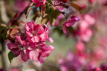 A pink decorative apple tree blooms in the beautiful light of sunset. Spring, nature wallpaper. A blooming apple tree in the garden. Blooming pink flowers on the branches of a tree. Macro photography.