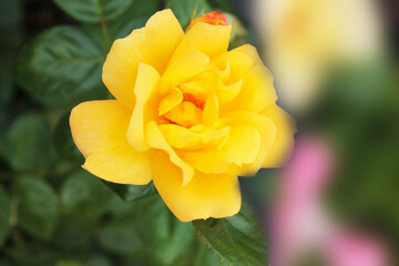 Big beautiful yellow rose opened the petals of a bud, computer wallpaper