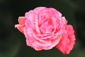 Delicate pink rose swaying in the wind, computer wallpaper
