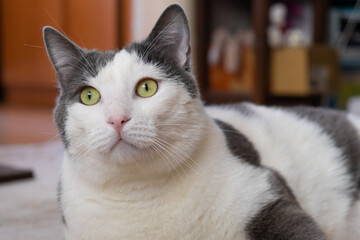 gray and white domestic cat with green eyes at home 
