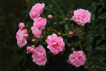 Large inflorescence of pink roses in the city park, computer wallpaper