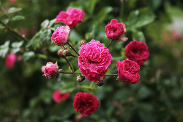 Large inflorescence of red roses in the city park, computer wallpaper