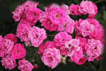 Rose texture. Roses bask in the rays of the morning sun, computer wallpaper