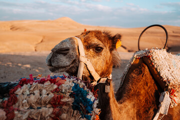 camel in the desert of Morocco