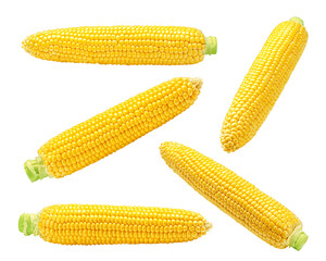 corn ear, isolated on white background, clipping path, full depth of field