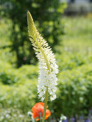 Eremurus himalaicus | Foxtail lily or desert candle. High stem with bottlebrush-like inflorescence and strap-like leaves on a mound of bluish green  at the base