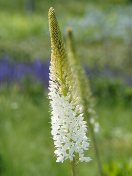 Eremurus himalaicus | Foxtail lily . A tall floral spike with many densely-arranged, white beauty small flowers over a tuft of grey-green strap like leaves 