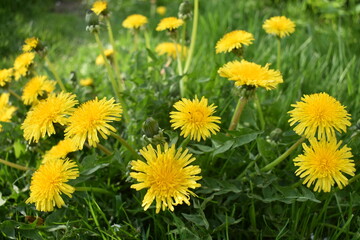 yellow dandelions on grass