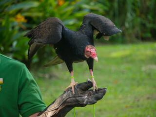 Vulture in a Park, pink color beak, black body, wing open