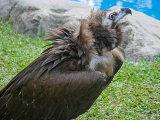 cinereous vulture (Aegypius monachus) is a large raptor also known as the black vulture, monk vulture and Eurasian black vulture roaming in Park