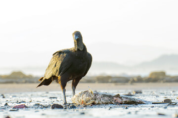 Black vulture enjoying a dead shark at sunset